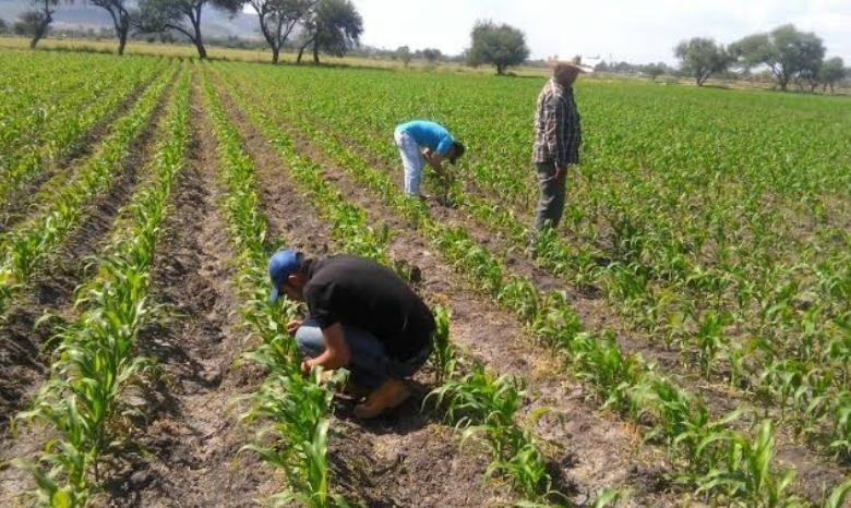 ¡Escándalo en Campeche! Se vendió El Sorgo y el dinero no apareció