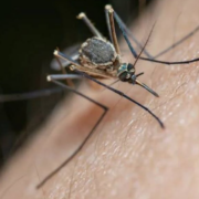 ¡Alerta en Campeche! Mosquitos alborotados por "El Niño"