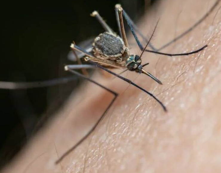 ¡Alerta en Campeche! Mosquitos alborotados por "El Niño"