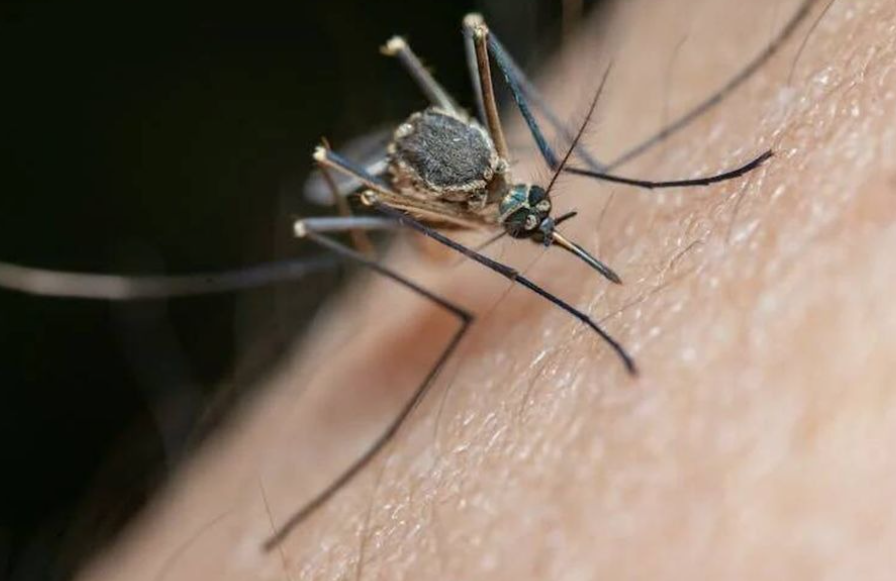 ¡Alerta en Campeche! Mosquitos alborotados por "El Niño"
