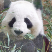 Zoo Atlanta recibe a pareja de pandas gigantes desde China