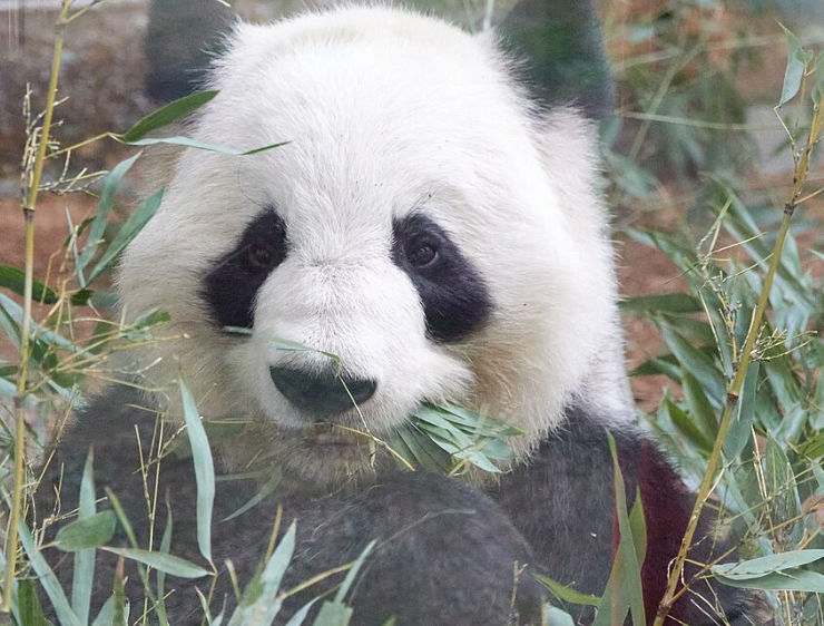 Zoo Atlanta recibe a pareja de pandas gigantes desde China
