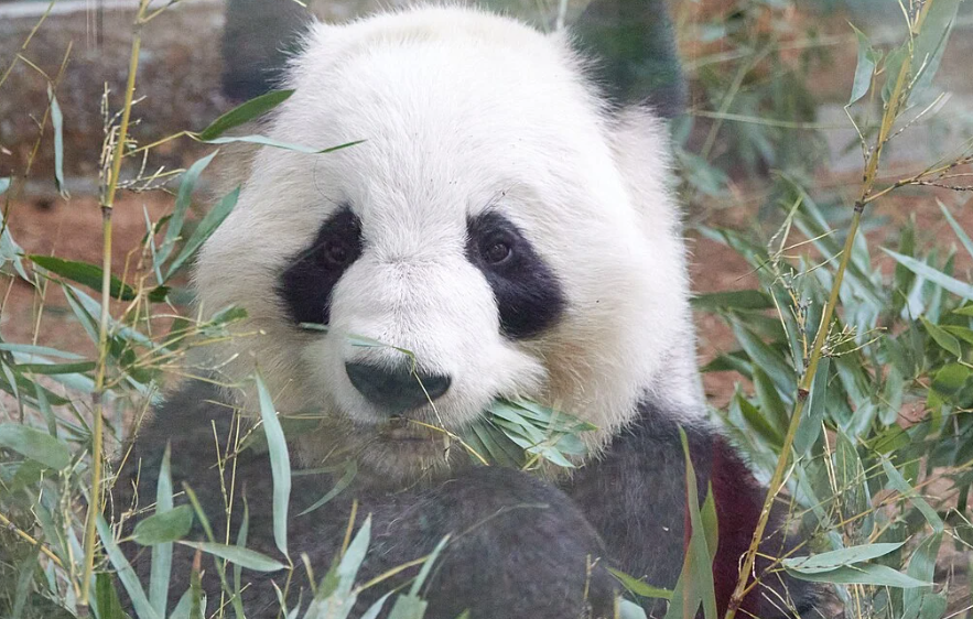 Zoo Atlanta recibe a pareja de pandas gigantes desde China