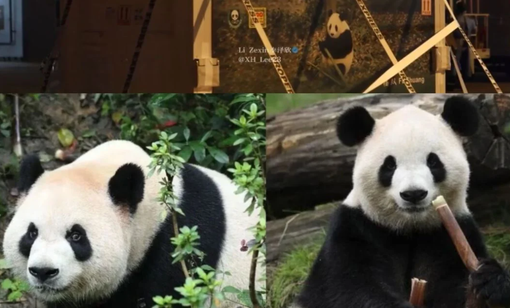 ¿Cuándo podrán verse los pandas?