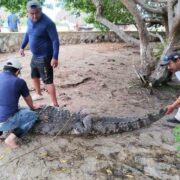 Cocodrilo en Río Lagartos es reubicado tras merodear balneario familiar