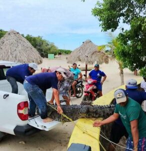 El llamado a habitantes y visitantes es a 𝗻𝗼 𝗮𝗰𝗲𝗿𝗰𝗮𝗿𝘀𝗲 𝗻𝗶 𝗶𝗻𝘁𝗲𝗻𝘁𝗮𝗿 𝗺𝗮𝗻𝗶𝗽𝘂𝗹𝗮𝗿 𝗳𝗮𝘂𝗻𝗮 𝘀𝗶𝗹𝘃𝗲𝘀𝘁𝗿𝗲 y reportar su presencia a las autoridades correspondientes