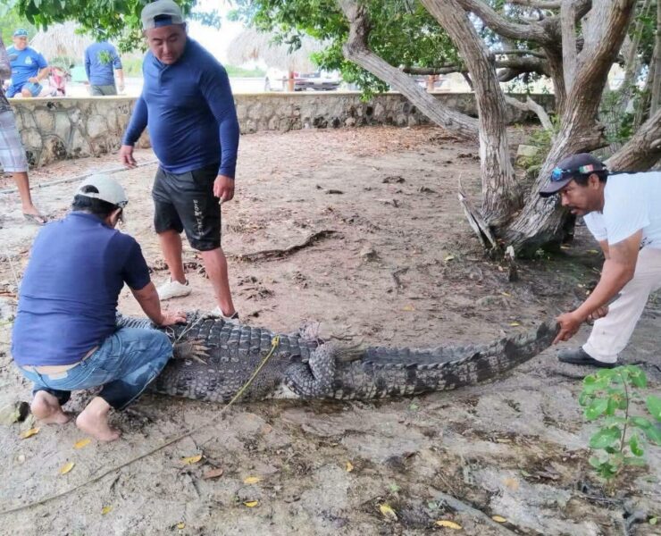 Cocodrilo en Río Lagartos es reubicado tras merodear balneario familiar