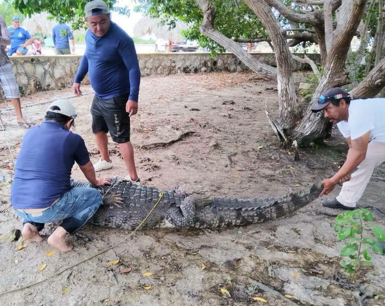 Cocodrilo en Río Lagartos es reubicado tras merodear balneario familiar