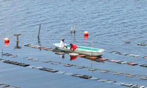 La producción de ostión en la Laguna Mecoacán recibe impulso con acciones de repoblamiento y apoyos que buscan fortalecer al sector pesquero de Tabasco.