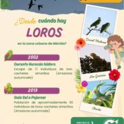 Loros de la Plaza Grande vuelven a sufrir el estruendo de la pirotecnia