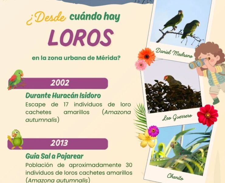 Loros de la Plaza Grande vuelven a sufrir el estruendo de la pirotecnia