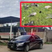 Perros acabaron con 8 pavos y un gallo durante la madrugada