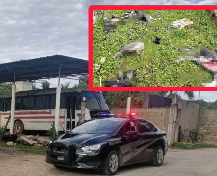 Perros acabaron con 8 pavos y un gallo durante la madrugada