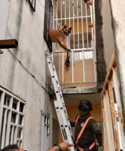 Rescatan a perrita atorada en una ventana de Kanasín