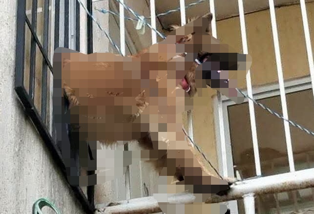 ¡De la angustia al alivio! Perrita queda atrapada en una ventana y bomberos de Kanasín llegan al rescate