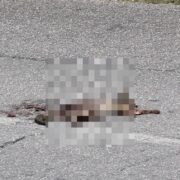 ¡Triste hallazgo! Encuentran zorro gris atropellado rumbo a Plaza La Isla