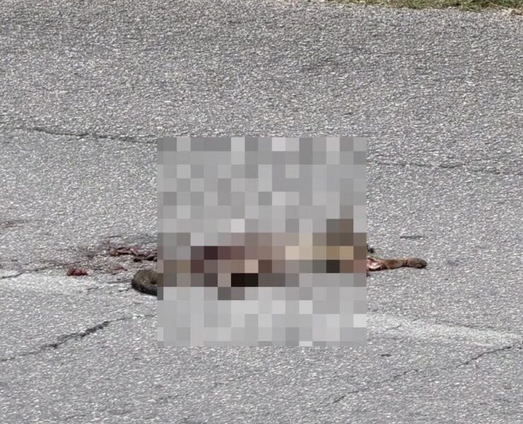 ¡Triste hallazgo! Encuentran zorro gris atropellado rumbo a Plaza La Isla
