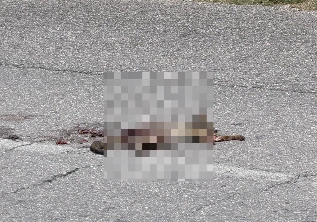 ¡Triste hallazgo! Encuentran zorro gris atropellado rumbo a Plaza La Isla