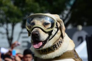 Frida, la perrita rescatista de la Armada de México, se convirtió en un símbolo de esperanza, valentía y solidaridad, dejando un legado imborrable en las labores de búsqueda y rescate.