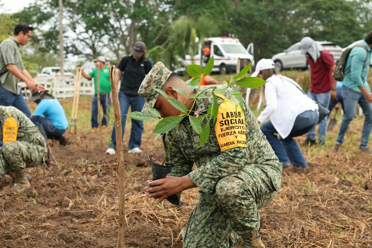 Buscan recuperar la cobertura vegetal de Tabasco