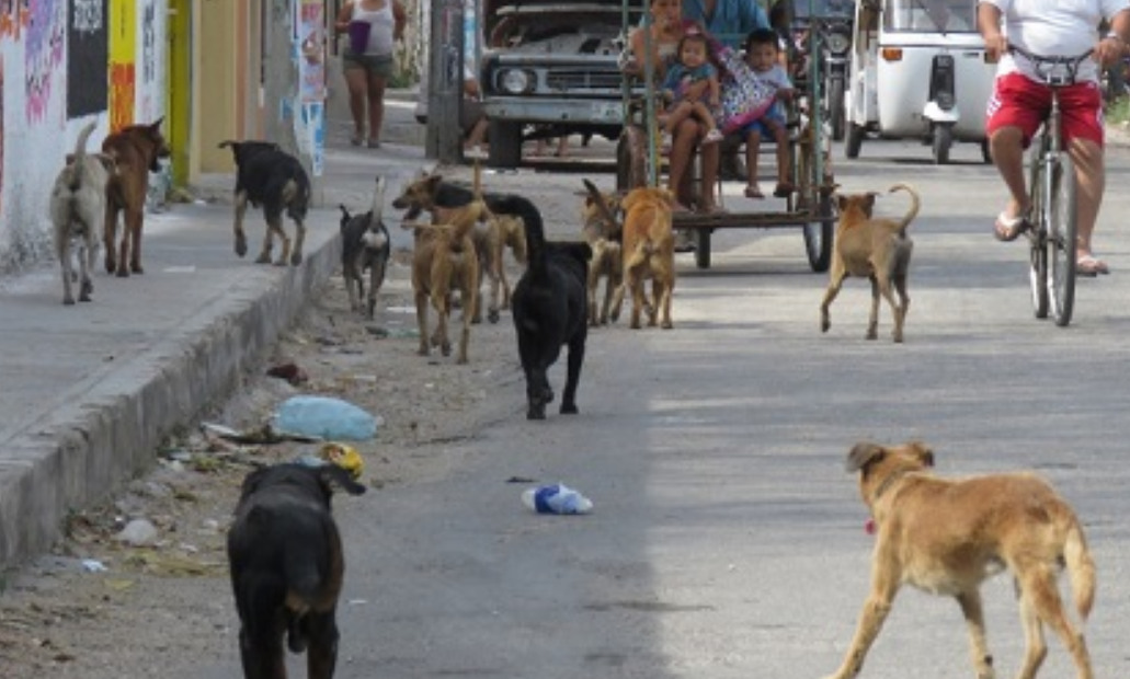 Perros y gatos callejeros se reproducen sin control