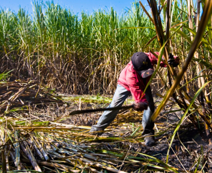 Caña de azúcar en Campeche: ¡El cambio que urge!