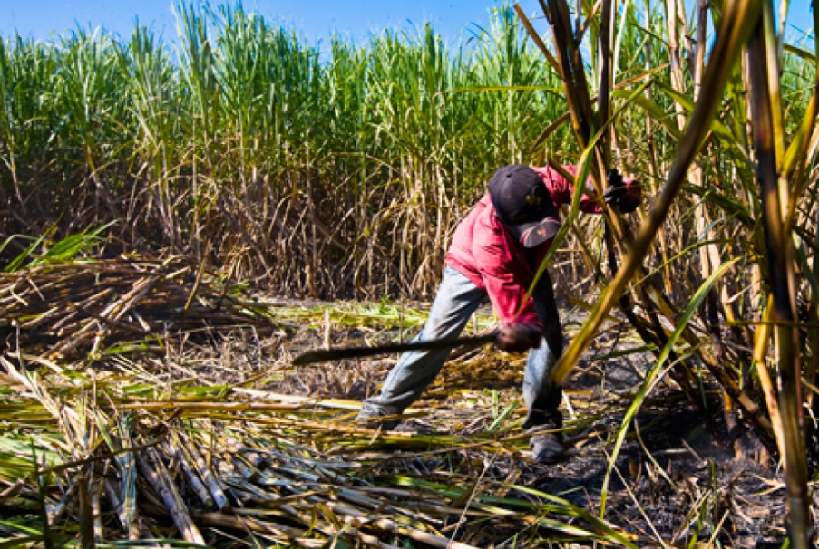 Caña de azúcar en Campeche: ¡El cambio que urge!