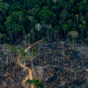 La deforestación en la Amazonía de Brasil cayó a su nivel más bajo