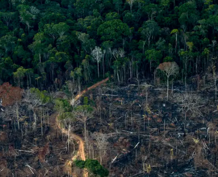 La deforestación en la Amazonía de Brasil cayó a su nivel más bajo