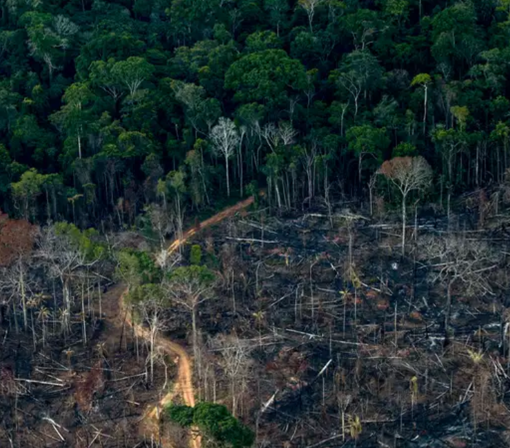 La deforestación en la Amazonía de Brasil cayó a su nivel más bajo