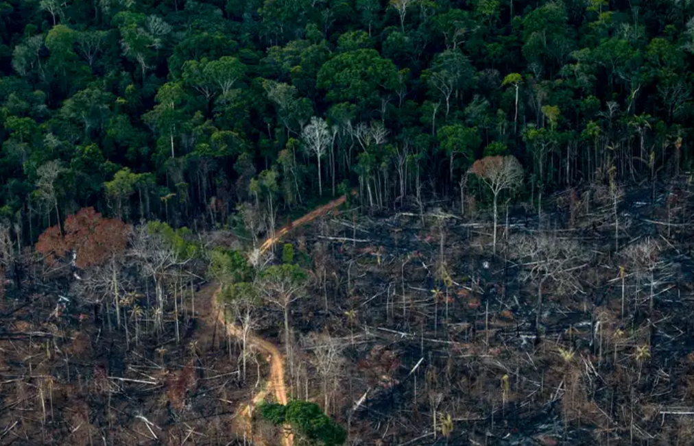 La deforestación en la Amazonía de Brasil cayó a su nivel más bajo