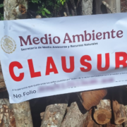 ¡Selva de Campeche en peligro: descubren 12 hornos!