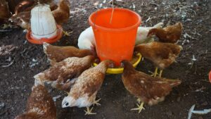 El programa Producción de Traspatio para el Bienestar combina insumos, equipamiento y asesoría para que las familias mejoren su alimentación y tengan nuevas oportunidades de ingreso