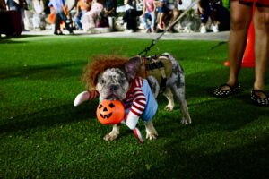 Las mascotas también fueron protagonistas del Paseo de los Sustos y Tradición, al participar en el concurso de disfraces realizado en el Centro Estatal de Bienestar Animal, donde demostraron su creatividad con atuendos alusivos a la temporada de Halloween y Día de Muertos.