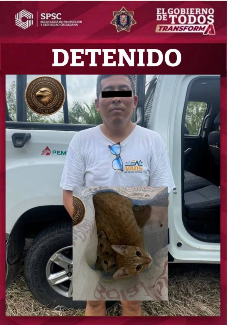 Autoridades informaron sobre los gatitos
