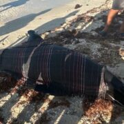 ¡Esperanza! Rescatan con vida a bufeo herido en Sisal y lo trasladan a Dzilam de Bravo