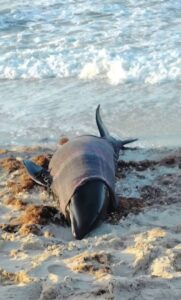 El bufeo  que recaló herido en las playas de Sisal fue 𝗿𝗲𝘀𝗰𝗮𝘁𝗮𝗱𝗼 𝗮ú𝗻 𝗰𝗼𝗻 𝘃𝗶𝗱𝗮  y trasladado  por biólogos  de la Universidad Autónoma de Yucatán (UADY)  